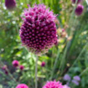 Meet your Posher, Allison